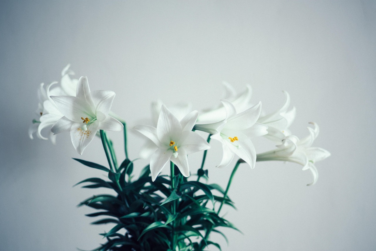 Flores Blancas