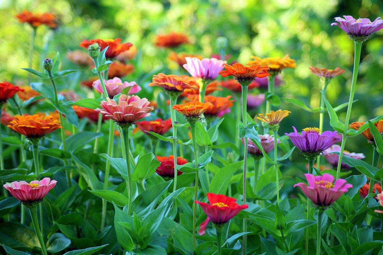 Flores de Colores