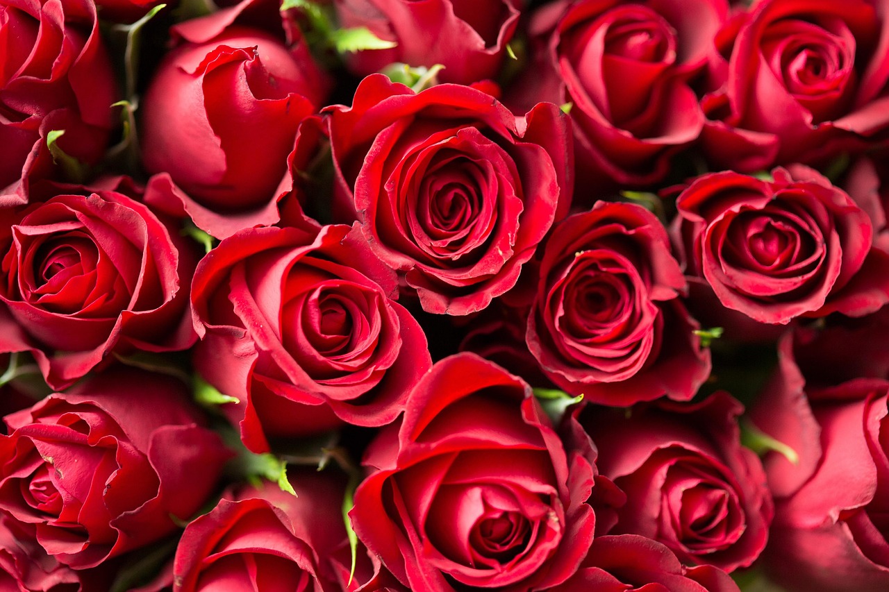 Flores Románticas